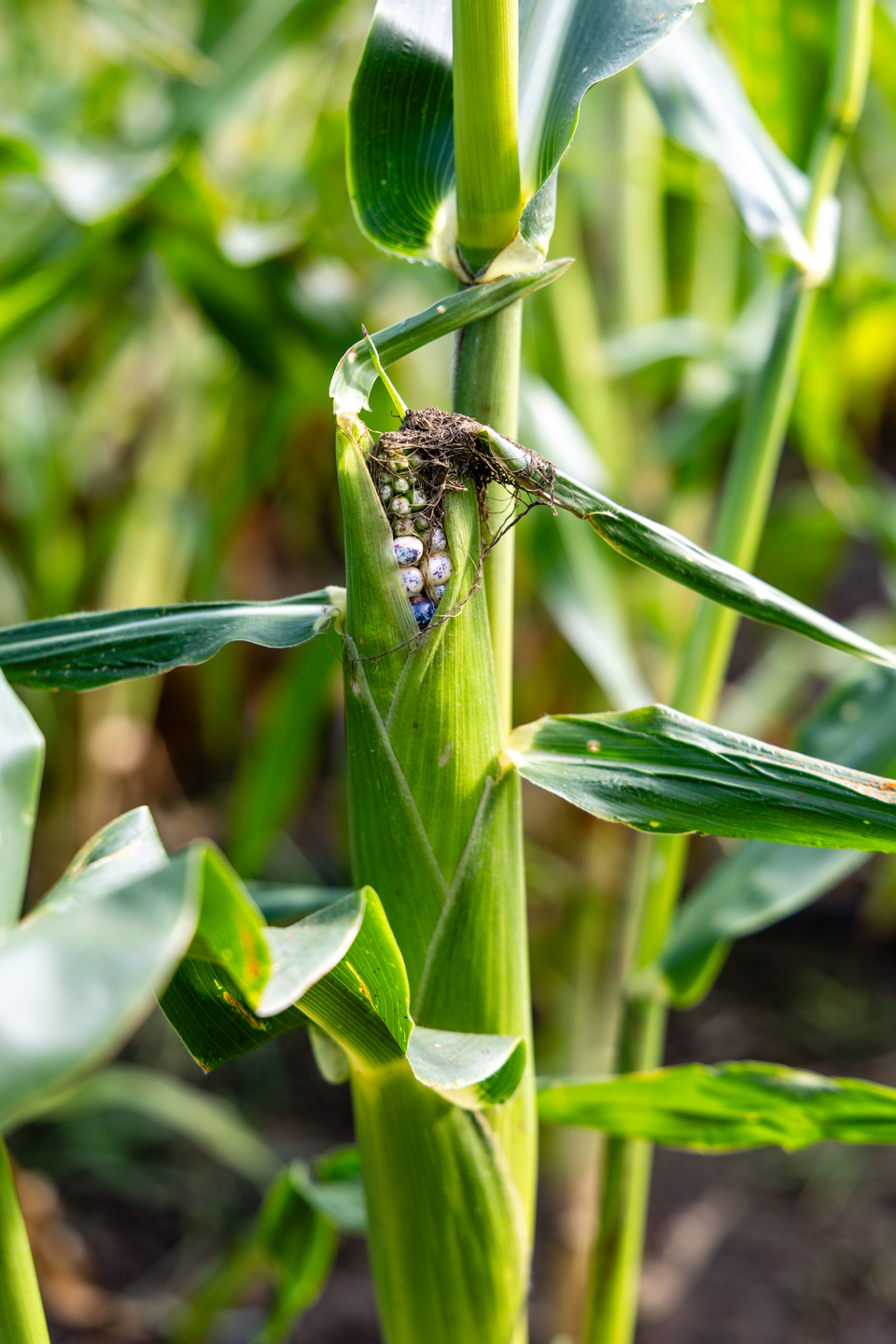 In 2024, Hunt grew blue speckled corn in his Pawnee garden.
