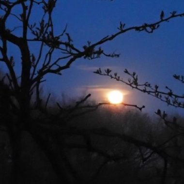 Full moon rising behind tree branched. Photo by Daryl Bauer, Nebraska Game & Parks Commission.