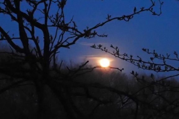 Full moon rising behind tree branched. Photo by Daryl Bauer, Nebraska Game & Parks Commission.