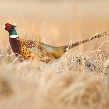 A rooster pheasant walks through grass.