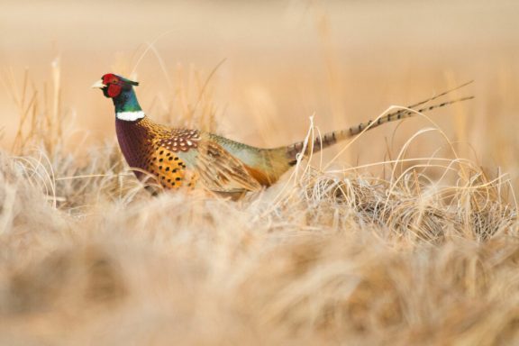 A rooster pheasant walks through grass.