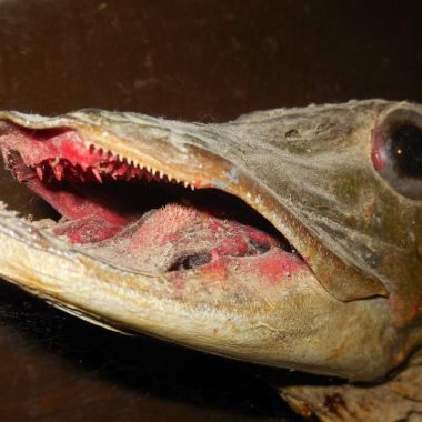 Close up of head of old northern pike skin mount. Photo by Daryl Bauer, Nebraska Game & Parks Commission.