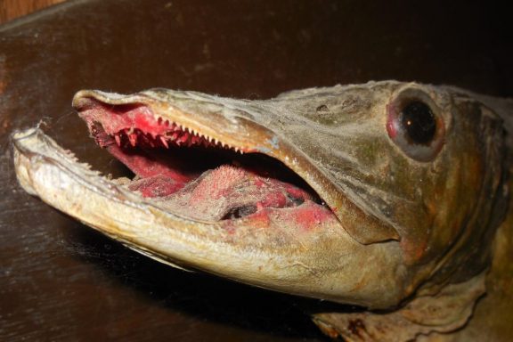 Close up of head of old northern pike skin mount. Photo by Daryl Bauer, Nebraska Game & Parks Commission.