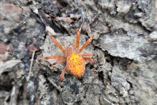 Marbled orbweaver, pumpkin spider. Photo by Daryl Bauer, Nebraska Game & Parks Commission.