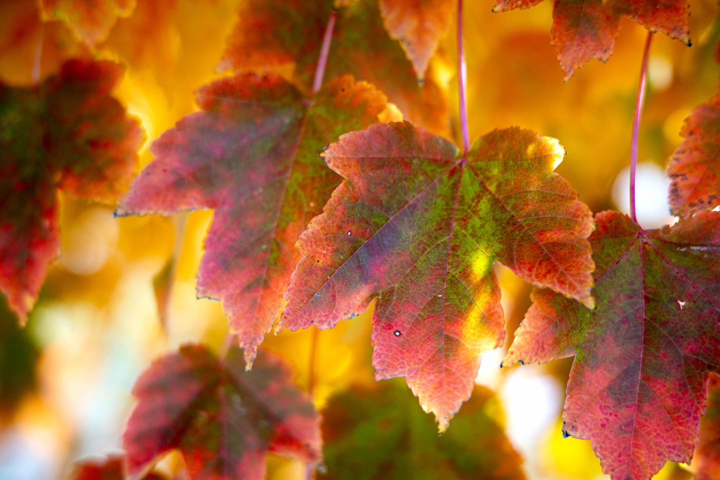For deciduous trees like this red maple, chlorophyll production diminishes in the fall, revealing a number of other colors.