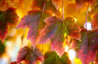 For deciduous trees like this red maple, chlorophyll production diminishes in the fall, revealing a number of other colors.