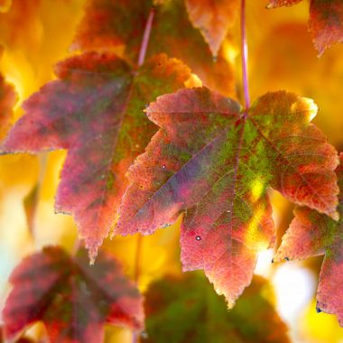For deciduous trees like this red maple, chlorophyll production diminishes in the fall, revealing a number of other colors.