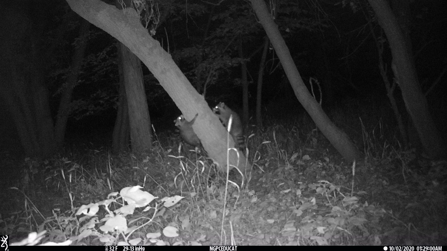 Racoons caught on a trail camera.