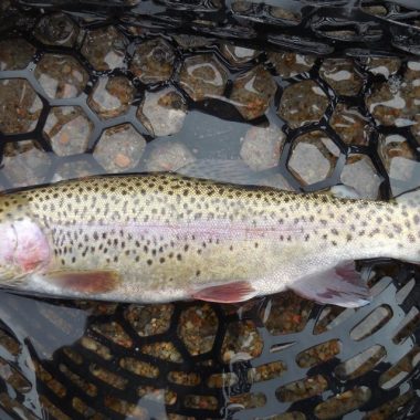 Rainbow trout laying in landing net. Photo by Daryl Bauer, Nebraska Game & Parks Commission.