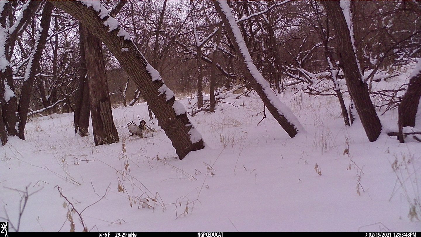 Red-tailed hawk on trail camera.