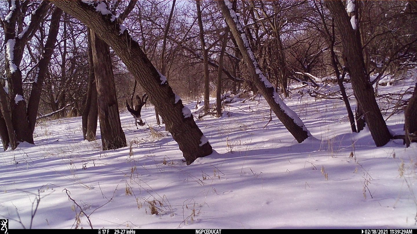 Red-tailed hawk on trail camera.
