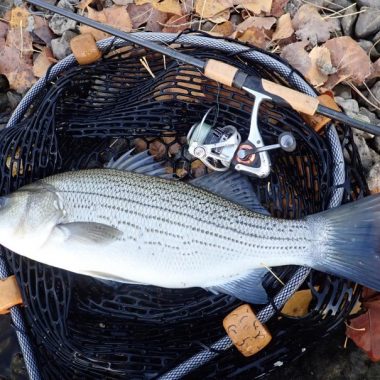 Striped bass hybrid laying in landing net. Photo by Daryl Bauer, Nebraska Game & Parks Commission.