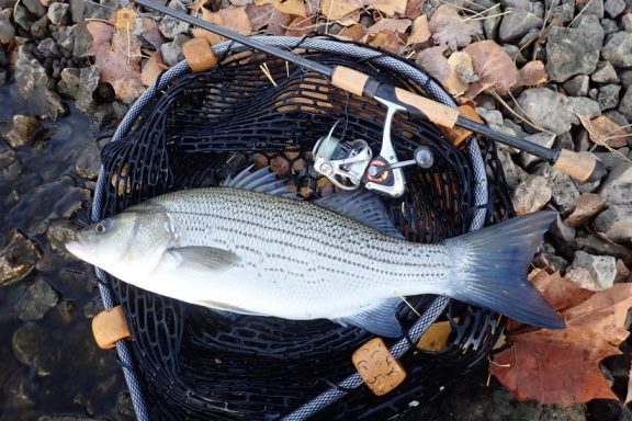 Striped bass hybrid laying in landing net. Photo by Daryl Bauer, Nebraska Game & Parks Commission.