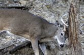 A white-tailed deer buck rubs its forehead and antlers on a tree.
