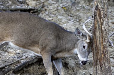 A white-tailed deer buck rubs its forehead and antlers on a tree.