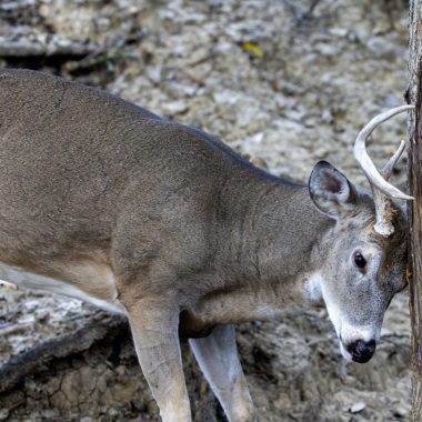 A white-tailed deer buck rubs its forehead and antlers on a tree.