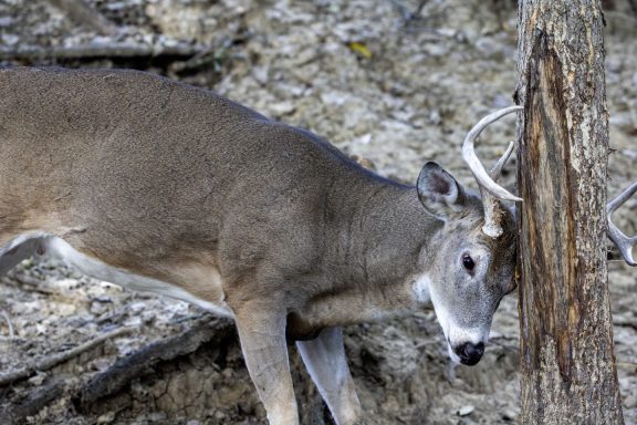 A white-tailed deer buck rubs its forehead and antlers on a tree.