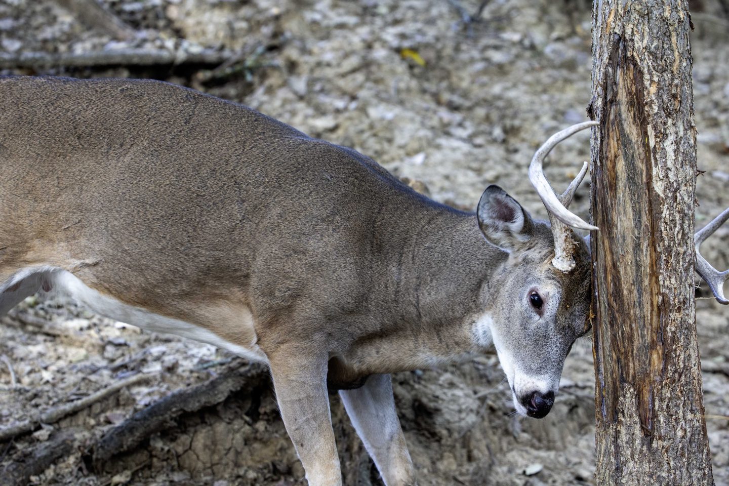 A white-tailed deer buck rubs its forehead and antlers on a tree.