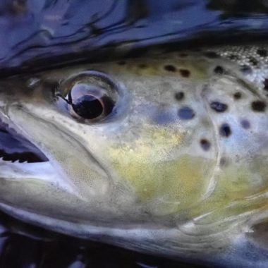 Closeup of the head of a brown trout in the net. Photo by Daryl Bauer, Nebraska Game & Parks Commission.
