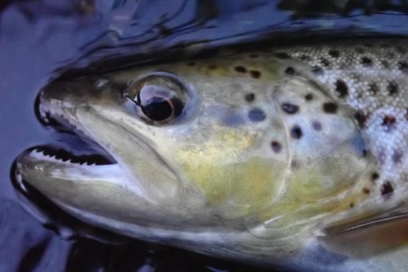 Closeup of the head of a brown trout in the net. Photo by Daryl Bauer, Nebraska Game & Parks Commission.
