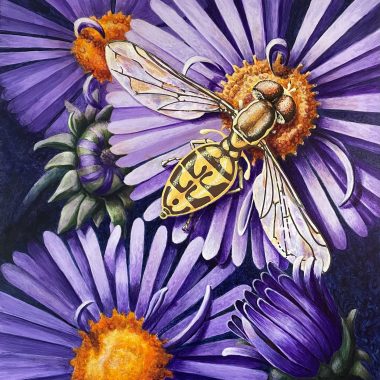 Acrylic painting of a calligrapher fly on purple aster flowers.