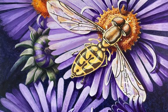 Acrylic painting of a calligrapher fly on purple aster flowers.