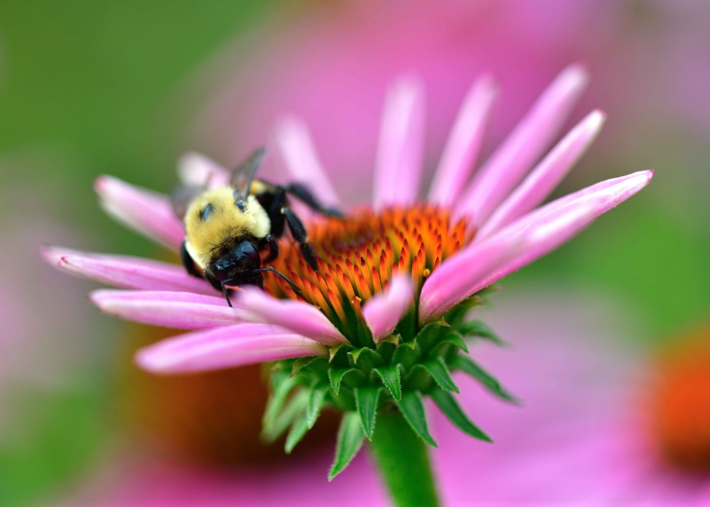 A common eastern bumble bee on native cone flower.