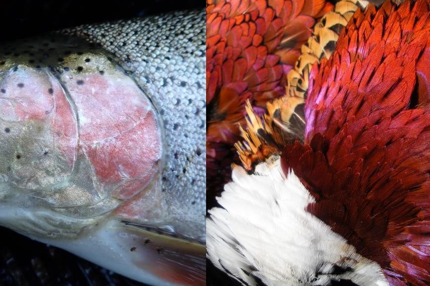 Montage of closeup of cutbow trout and rooster pheasant. Photo by Daryl Bauer, Nebraska Game & Parks Commission.
