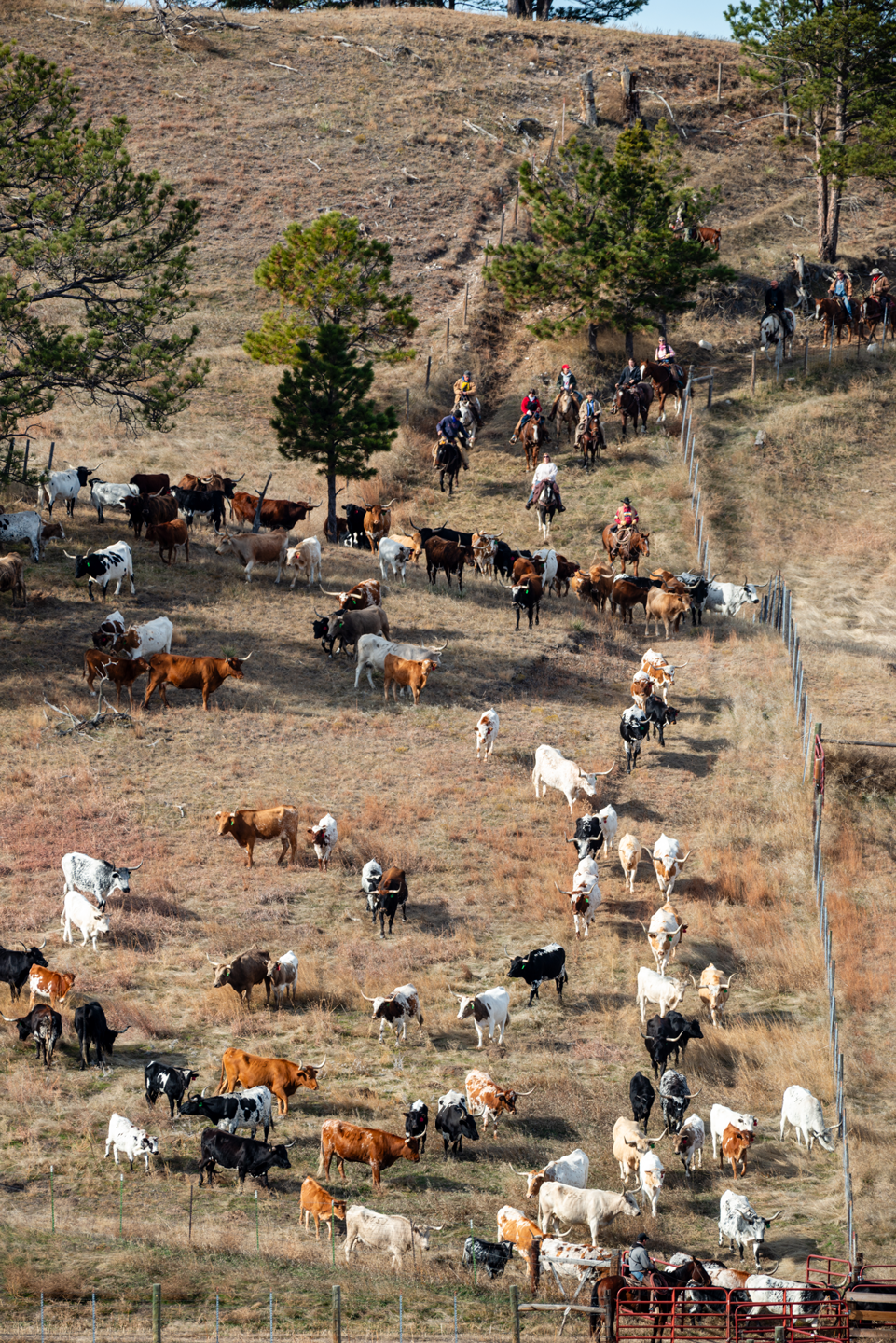 Park employees and volunteers round up cattle from the rugged Pine Ridge terrain in late fall.