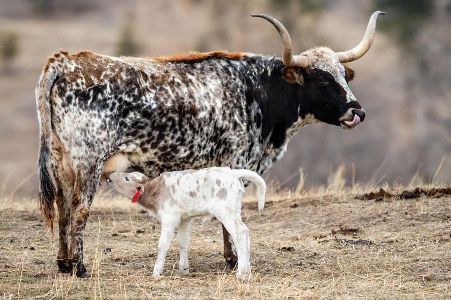 As winter gives way to spring, a new arrival to the herd receives a meal from its mother.