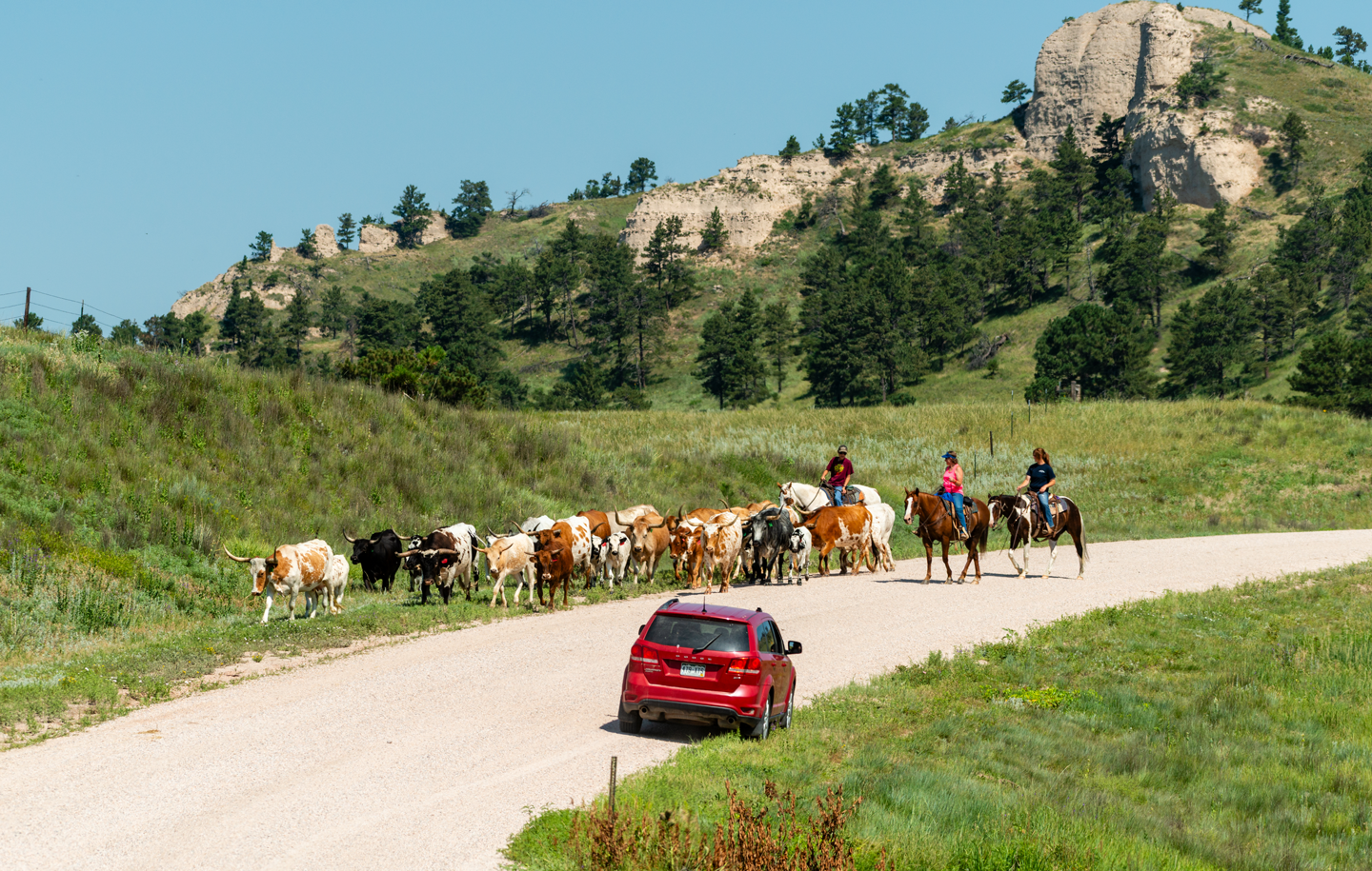 Fort Robinson State Park employees and volunteers move longhorn cattle down Soldier Creek Road in 2018.