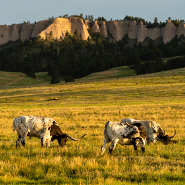 Texas longhorns add to the scenic beauty of Fort Robinson State Park as they graze near the Red Cloud Buttes.