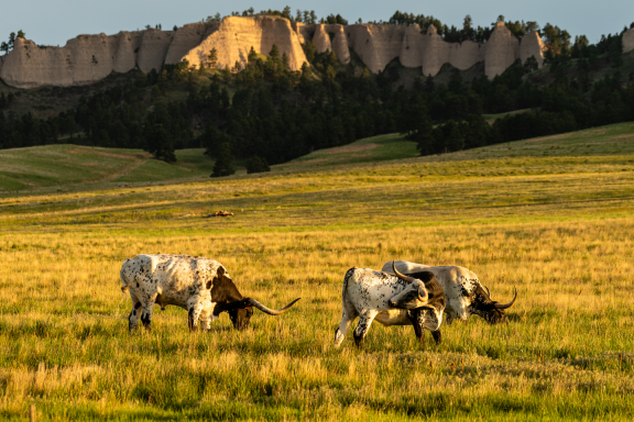 Texas longhorns add to the scenic beauty of Fort Robinson State Park as they graze near the Red Cloud Buttes.