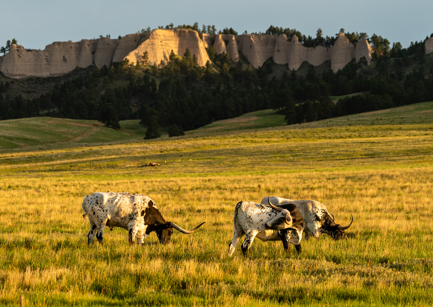 Texas longhorns add to the scenic beauty of Fort Robinson State Park as they graze near the Red Cloud Buttes.