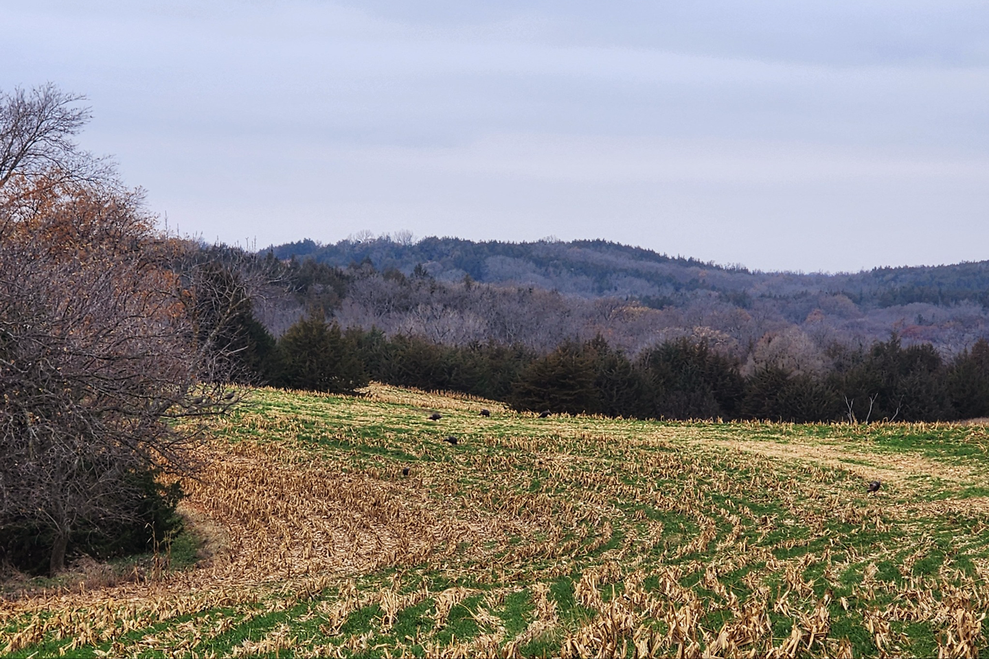 Wild turkeys graze on cereal rye in a harvested cornfield on a fall day.