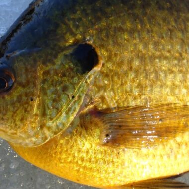 Bluegill x redear sunfish hybrid laying on ice. Photo by Daryl Bauer, Nebraska Game & Parks Commission.