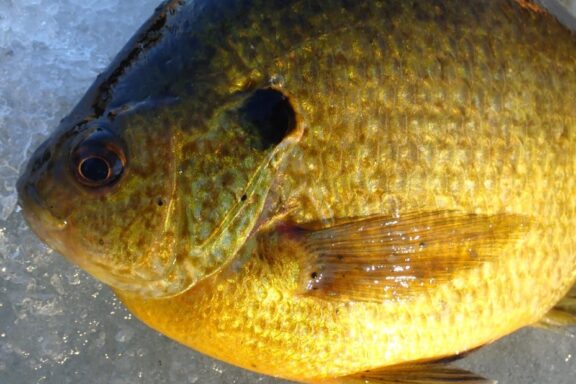 Bluegill x redear sunfish hybrid laying on ice. Photo by Daryl Bauer, Nebraska Game & Parks Commission.