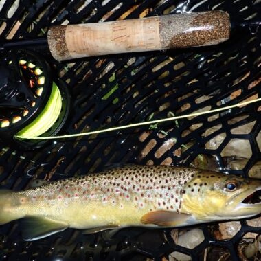 Brown trout in landing net.