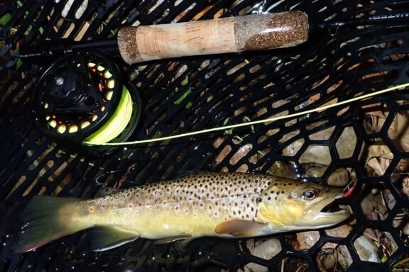 Brown trout in landing net.