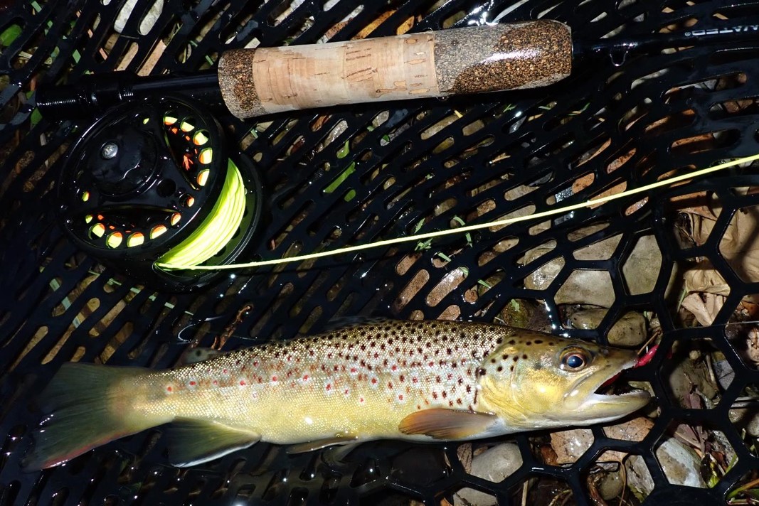 Brown trout in landing net.