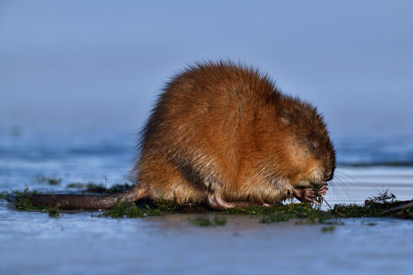 Muskrat emerging through an ice fishing hole in mostly frozen Holmes Lake. Feeding on vegetation. 