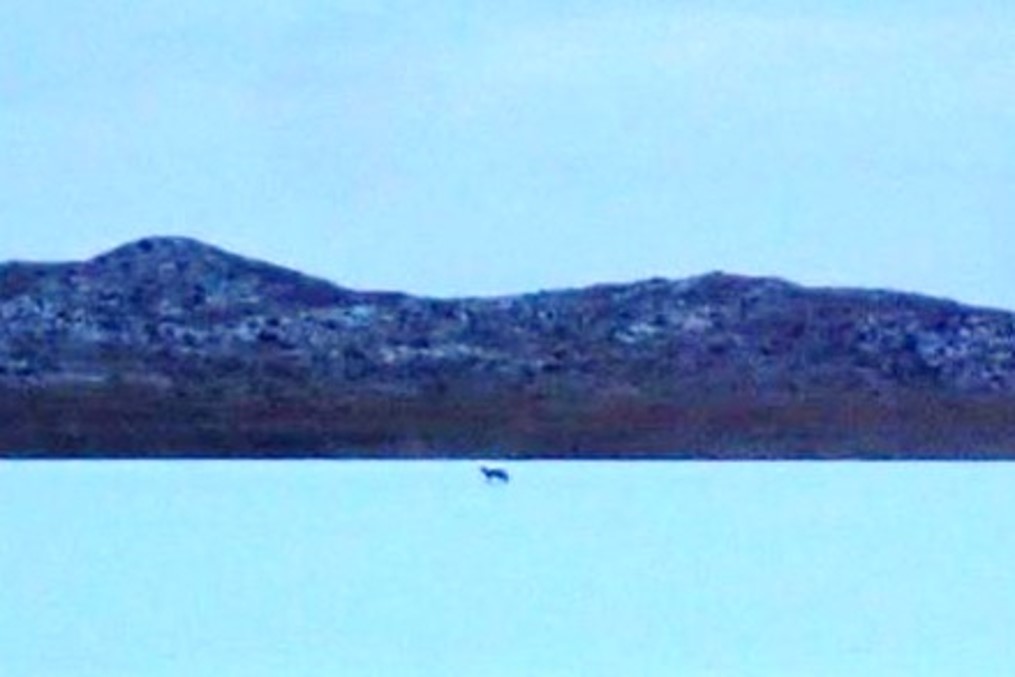 Coyote on frozen lake.  Photo by Daryl Bauer, Nebraska Game & Parks Commission.