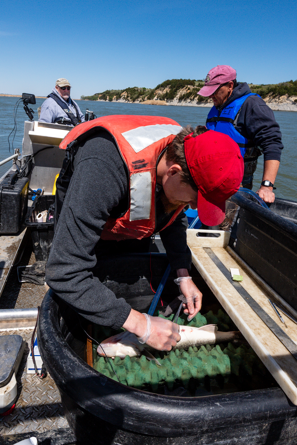 Game and Parks biologists Jeff Schuckman and Phil Chvala wait as Radigan sutures a walleye after implanting a transmitter for his study.