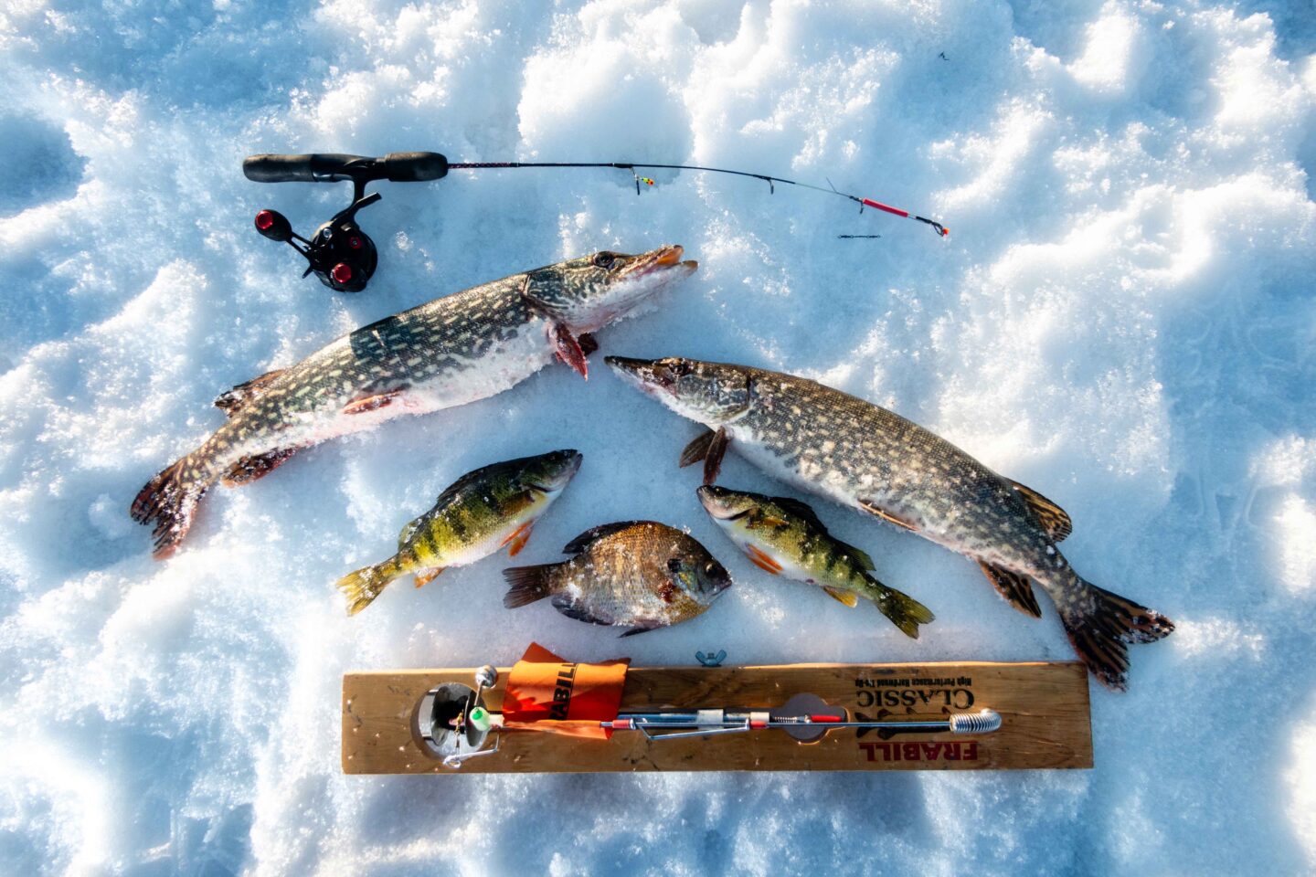 Putting a fish on clean ice not only helps improve the taste but also combats the spread of invasive aquatic species.