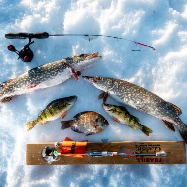 Putting a fish on clean ice not only helps improve the taste but also combats the spread of invasive aquatic species.