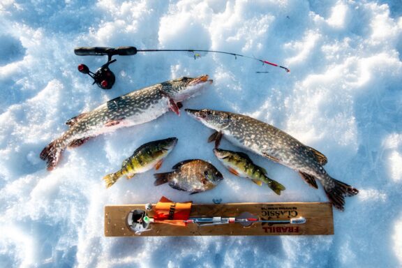 Putting a fish on clean ice not only helps improve the taste but also combats the spread of invasive aquatic species.