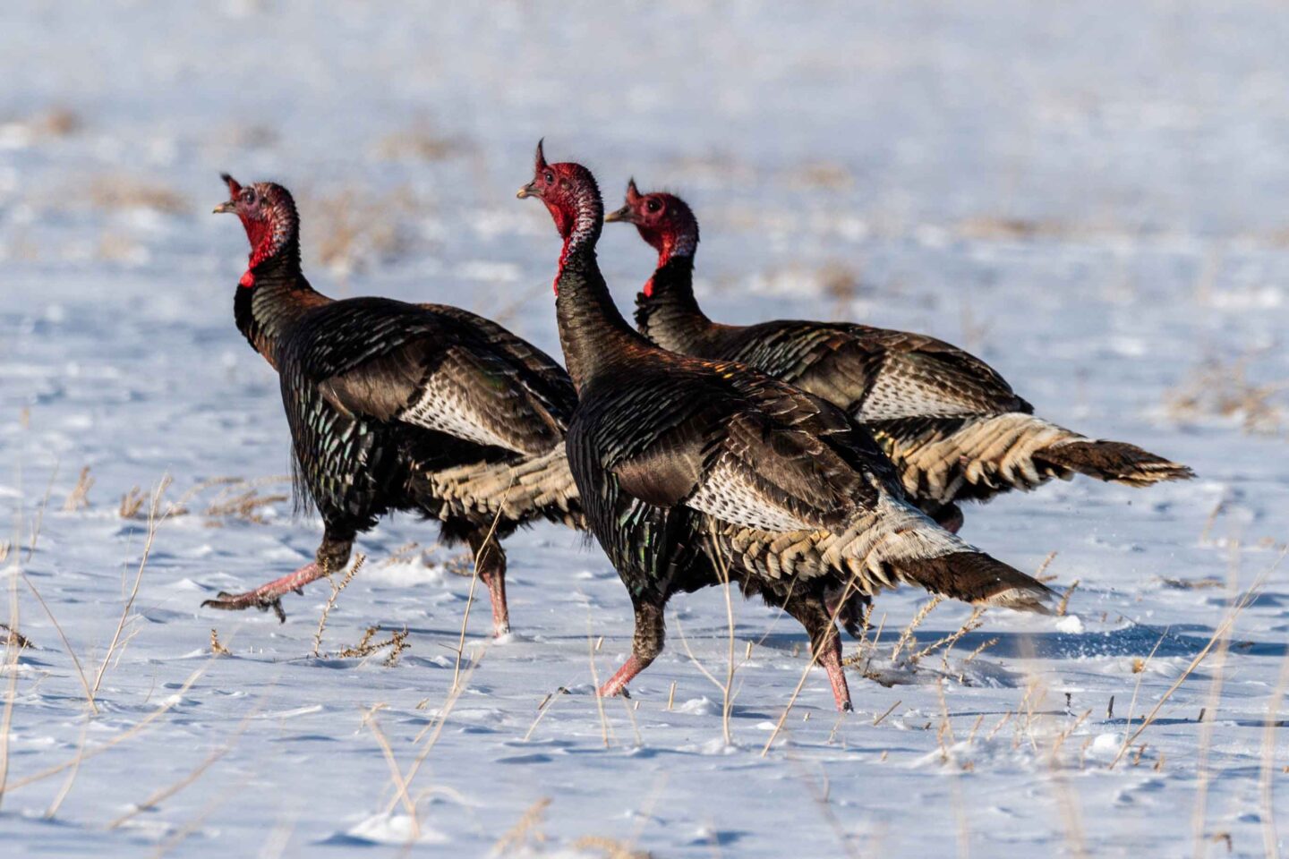 Wild Turkeys (Merriam's subspecies of Meleagris gallopavo) in Pine Ridge of Sioux County. Tom wild turkeys walk across a white landscape following a spring snow in Sioux County. 