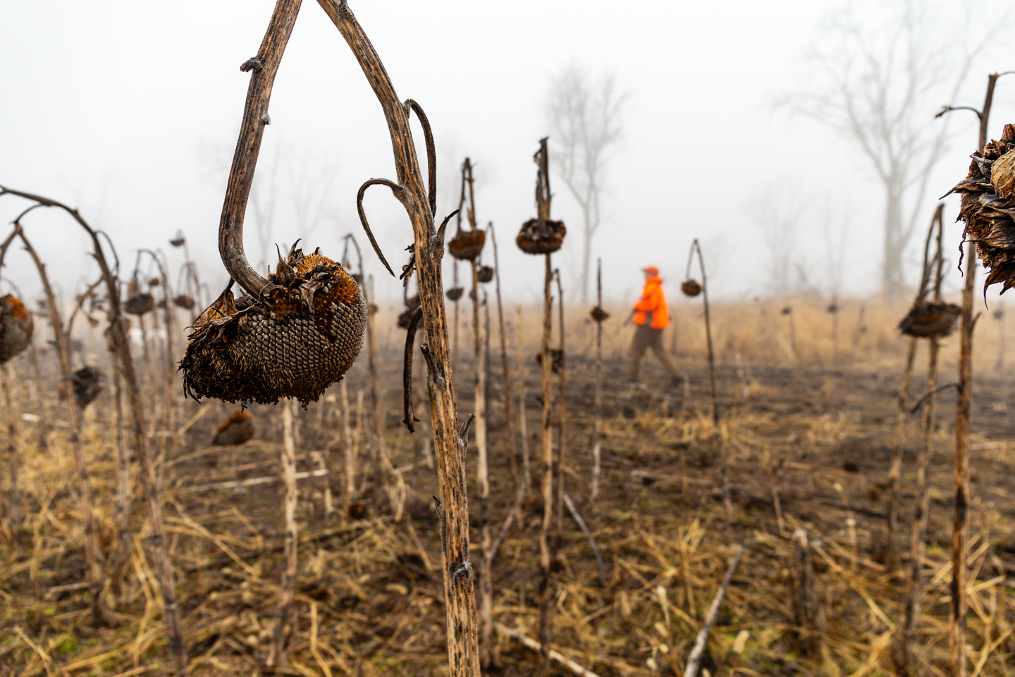 Justin walks by a patch of sunflowers on an upland hunt in Fillmore County. Having adequate food and cover is crucial for the long-term health of Nebraska's upland bird populations.