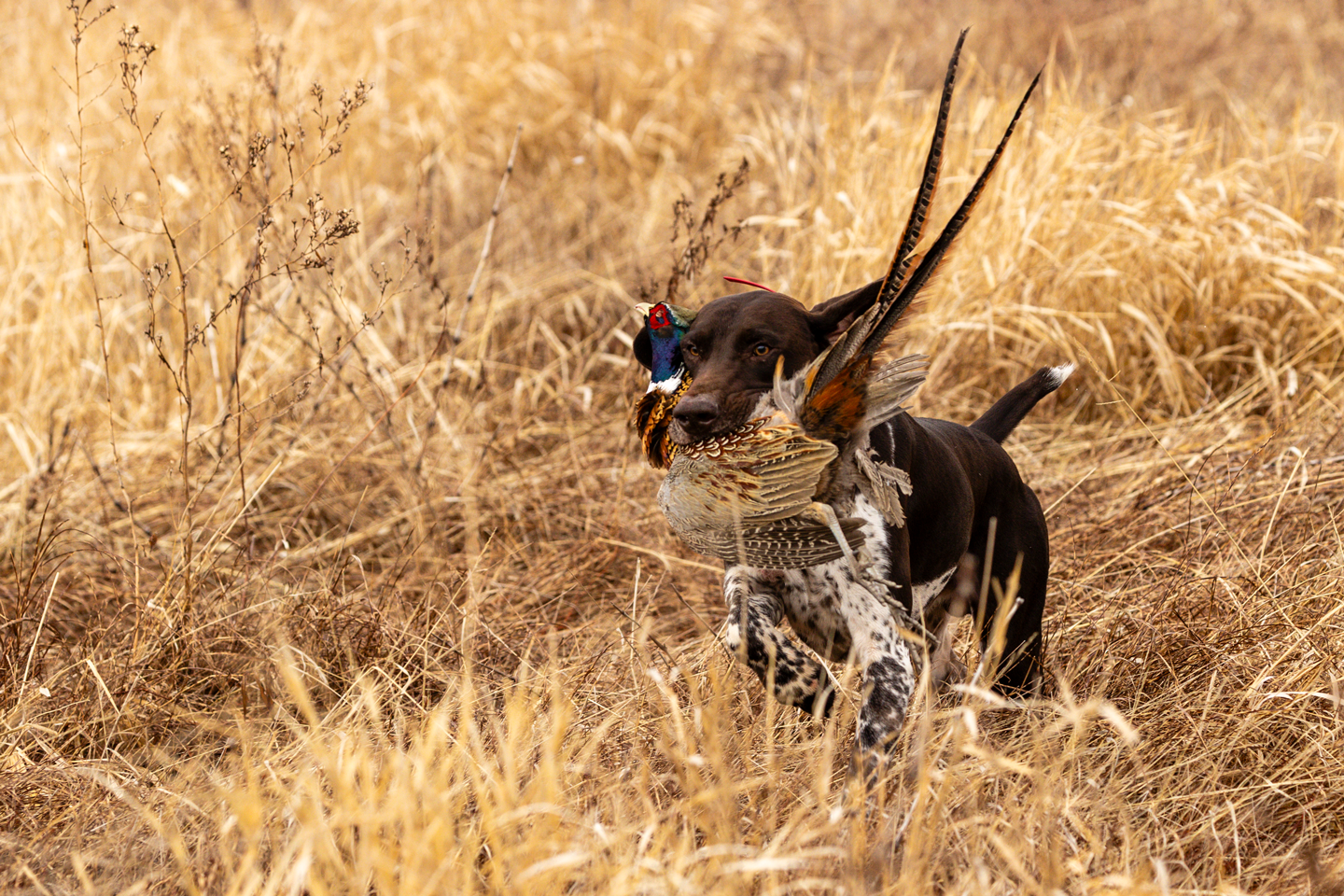 Justin's German shorthair pointer, Trapper, retrieves a pheasant during a hunt near Geneva.