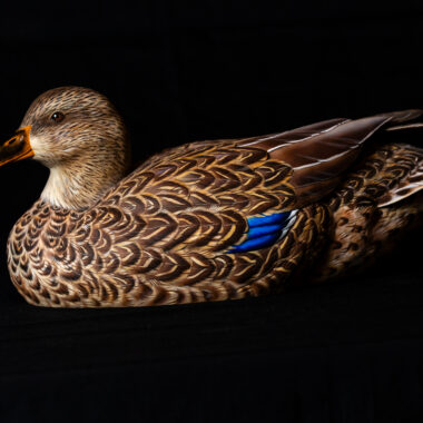 Norman Wise, one of the club’s long-time members and a weekly host to aspiring carvers at his home, has more than 50 bird mounts at his house for carvers to reference, like this hen mallard he carved.